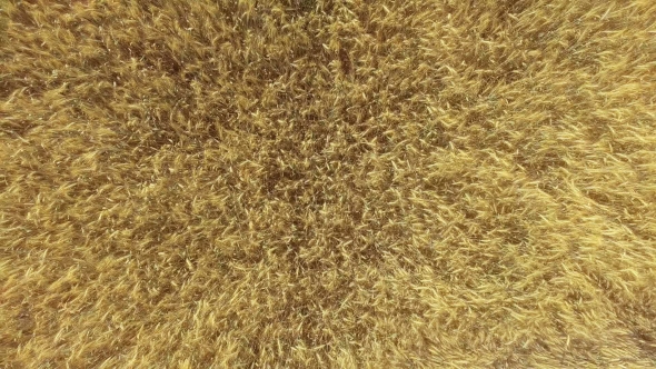 AERIAL: Low Flight Over Wheat