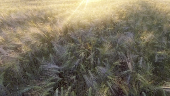 Flight Above the Ripe Golden Wheat Field at Sunrise.