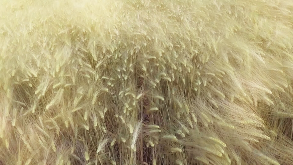 Flight Above the Ripe Golden Wheat Field at Sunrise.