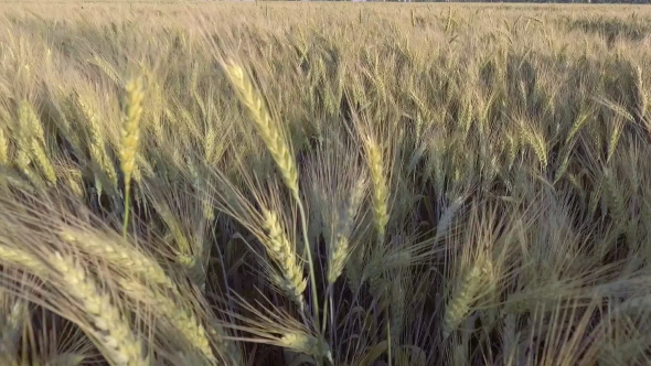 AERIAL: Low Flight Over Wheat