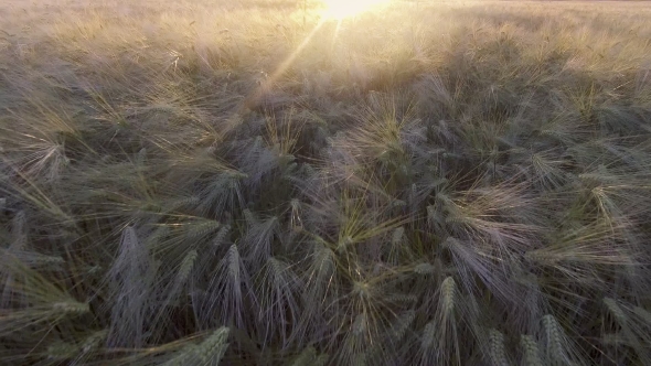 AERIAL VIEW: Flight Over the Beautiful Sunlit Wheat Field in Sunset