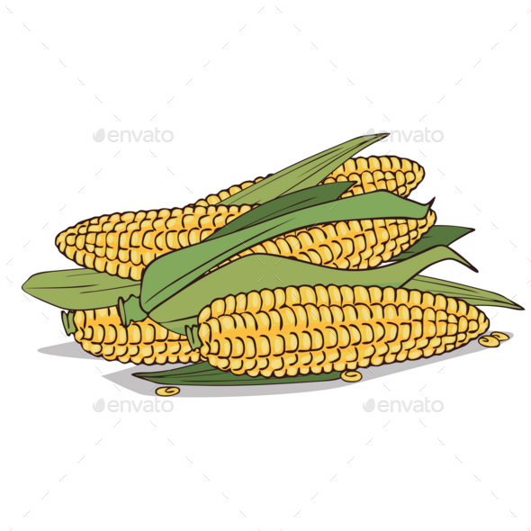 Isolated Ripe Corn Ears or Cobs - Food Objects