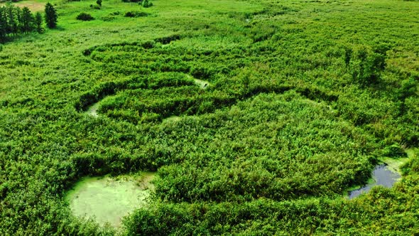 Green algae on river in spring. Aerial view of wildlife. alt