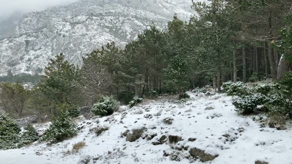 Snow Falling On Mountain Forest Motion View