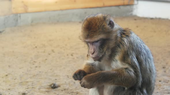 Funny Monkey Sitting on Sand in Eco Park and Eating Food, Looking Around alt