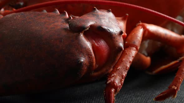 Cooked Lobster 20 alt