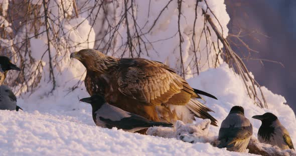 Golden Eagle Eating in the Mountains in Beautiful Morning Light at Winter