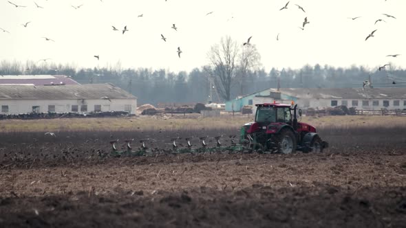 A Lot of Hungry Birds Follow a Tractor with a Multi Plow Cultivating the Soil for Sowing alt