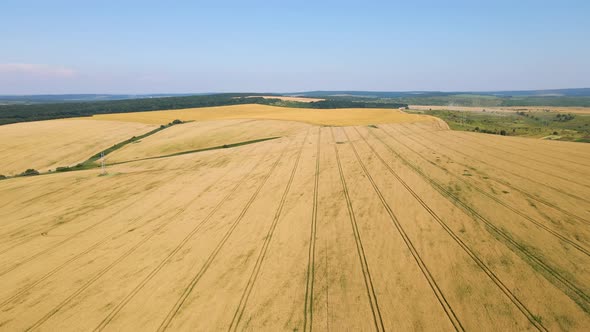 Aerial Landscape View of Yellow Cultivated Agricultural Field with Ripe Wheat on Bright Summer Day alt