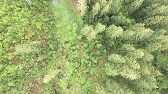 Ukraine, Carpathians: Forest Landscape. Aerial View alt