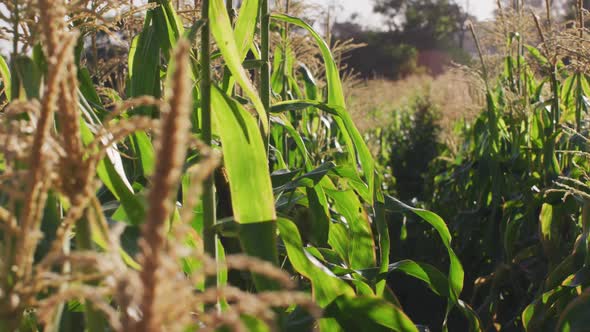 Video of eco farm with corns and vegetables on sunny day alt