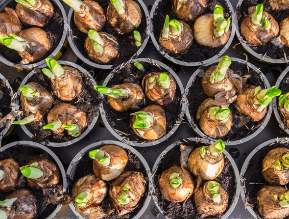 Daffodil Flower Bulbs View From Above Stock Photo By Kynastudio Daffodil Flower Bulbs View From Above