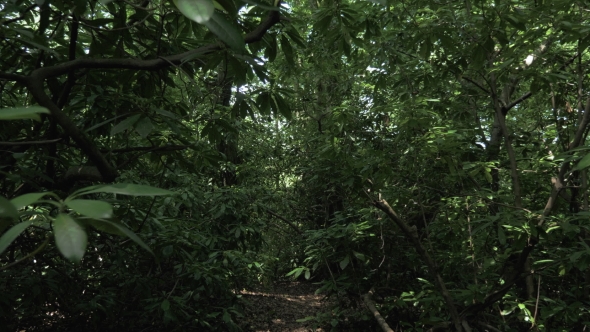 Tropical Rainforest at Summer Day in One of the Biggest Park - Batumi, Georgia alt