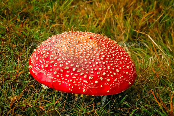 Amanita muscaria red poisonous mushroom - Stock Photo - Images