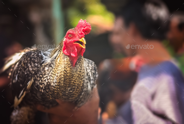 Rooster ready to fight in cockfights Stock Photo by pawopa3336 | PhotoDune