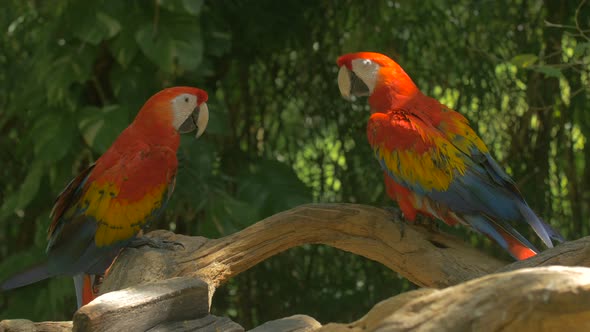 Two parrots sitting on a branch 