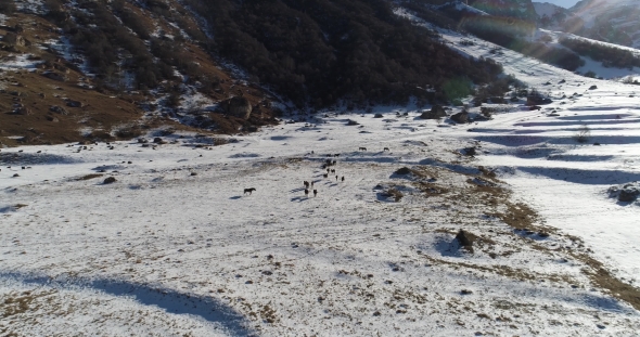 Herd of Wild Horses High in the Mountains in Winter