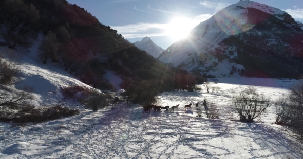 Herd of Wild Horses in the Winter in the Mountains alt
