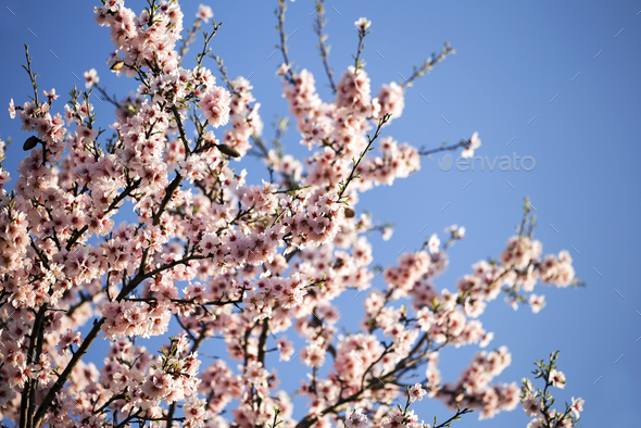 Spring, springtime - pink flowers