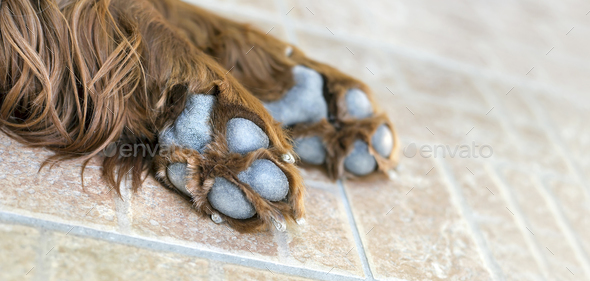Dog paw banner Stock Photo by Elegant01 | PhotoDune