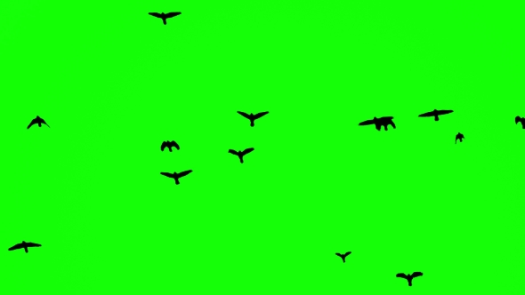 Black Birds Fly up at Top on Green Screen Background alt