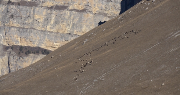 Flock of Sheep on the Slope of the Mountain