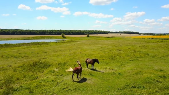 Grazing Horses In A Meadow alt