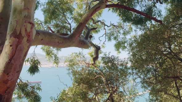 Two Little Monkeys Are Playing on Thick Branch of Large Tree on Rock of Gibraltar on the Background