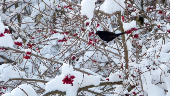 Winter Guelder Rose Snow Birds Starling