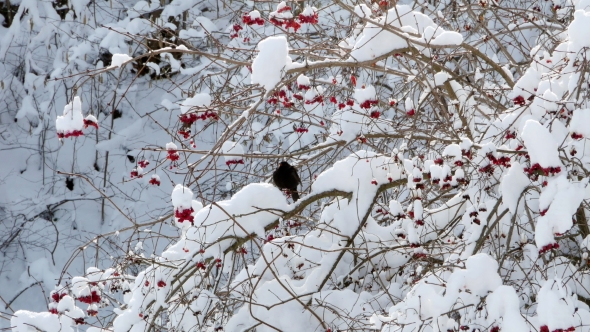 Winter Guelder Rose Snow Birds Starling