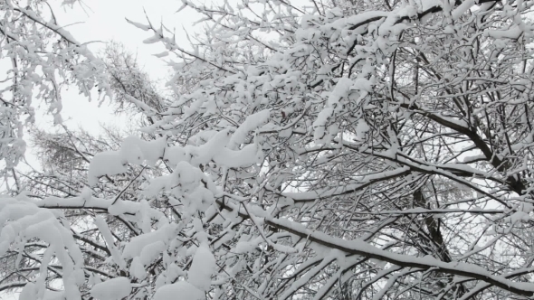 Snow and Large Snow Drifts on the Ground and the Branches of Trees