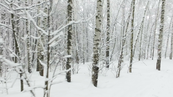 Winter Birch Forest in the Snow