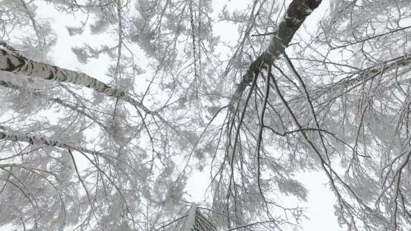Tree Tops in the Snow