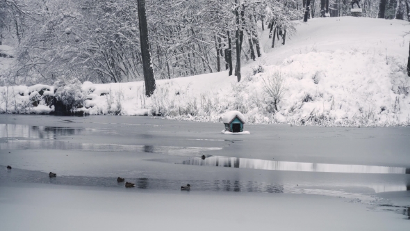 Ducks Swim in the Winter Pond