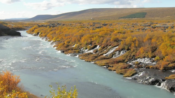 Hraunfossar Waterfalls Are in Iceland in Sunny Autumn Day, Yellowed Grass and Bushes
