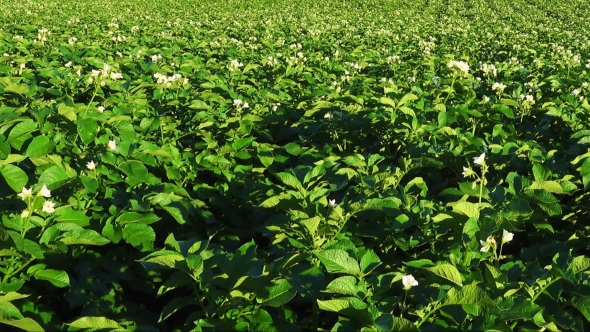 Blooming Potato Field, Plants  with Flowers.