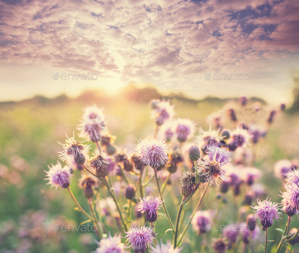Meadow - Stock Photo - Images