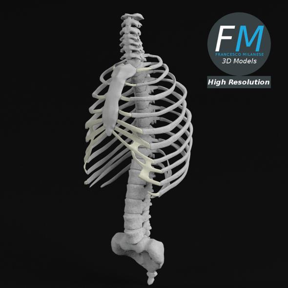 Anatomy - Human Spine Torso and Rib Cage - 3DOcean Item for Sale