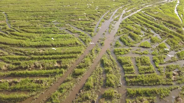 Aerial view follow egret birds fly in same direction alt