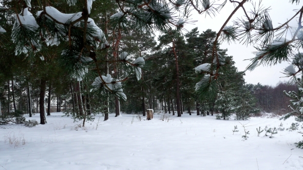 Winter Forest Tree Pine Snow