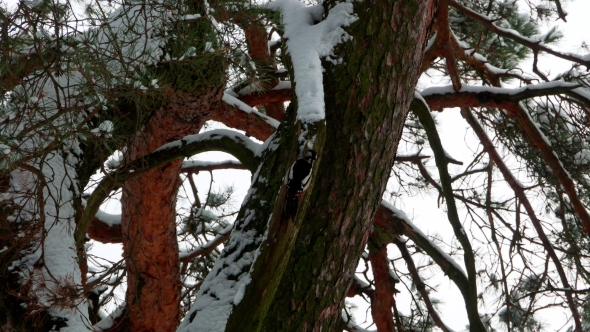 Woodpecker with Colorful Feathers Sitting on a Tree in Winter Forest