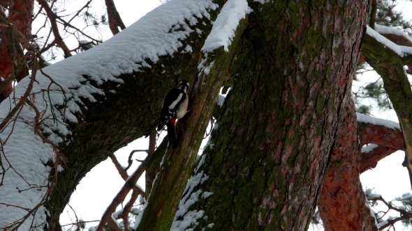 Woodpecker with Colorful Feathers Sitting on a Tree in Winter Forest