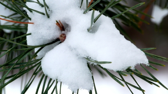 Winter Forest Tree Pine Snow