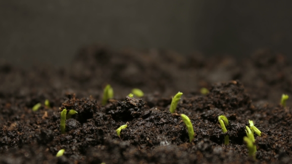 Growing Pea Bean Seeds Agriculture, Stock Footage | VideoHive