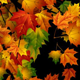Autumn Background 2 - VideoHive Item for Sale