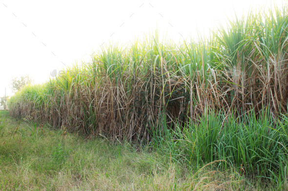 Sugar cane plantation and grass Stock Photo by start08 | PhotoDune