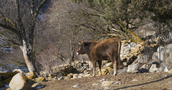 Cow in the Autumn in the Mountains
