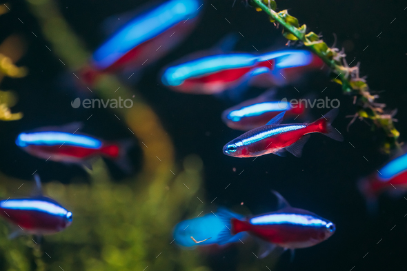 cardinal tropical fish