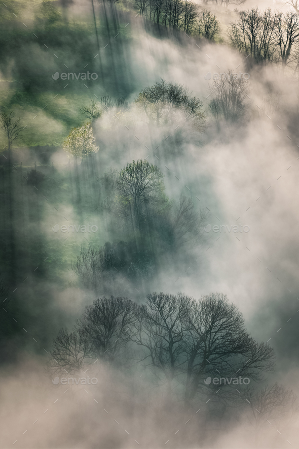 Foggy forest - Stock Photo - Images