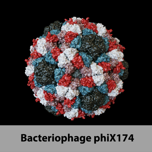 Bacteriophage phiX174 - 3Docean 21410101